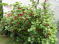 Groseille (Pas de Calais) (00) (Photo F. Mrugala)